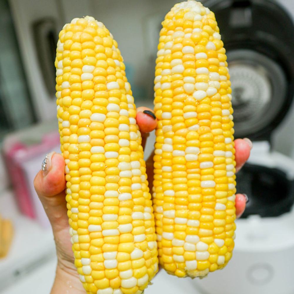 특상품 16cm 제주 애월 초당옥수수