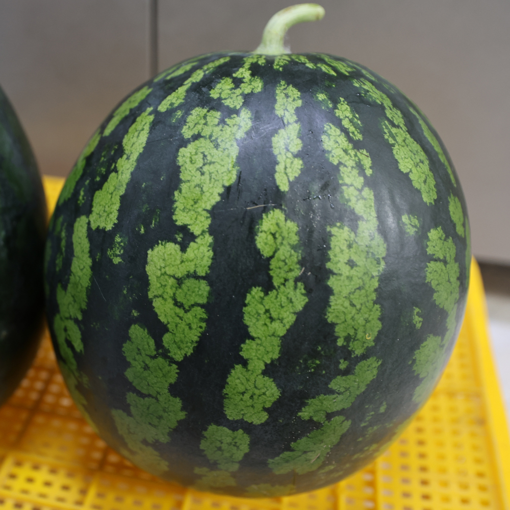당도 높고 맛있는 프리미엄 꿀수박 or 흑수박 4~8kg 대표이미지 섬네일