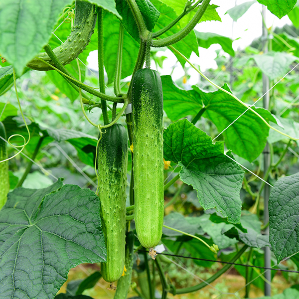 [산지직송] 수분 촉촉 백오이 아삭 하얀오이 2kg 3kg 5kg 백다다기