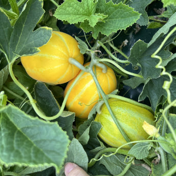 일등푸드 성주참외 고당도 못난이참외 2kg 3kg 5kg 10kg 가정용 실속형