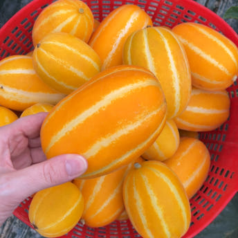 일등푸드 성주참외 고당도 A급 못난이참외  랜덤과 2kg 3kg 5kg 10kg 대표이미지 섬네일