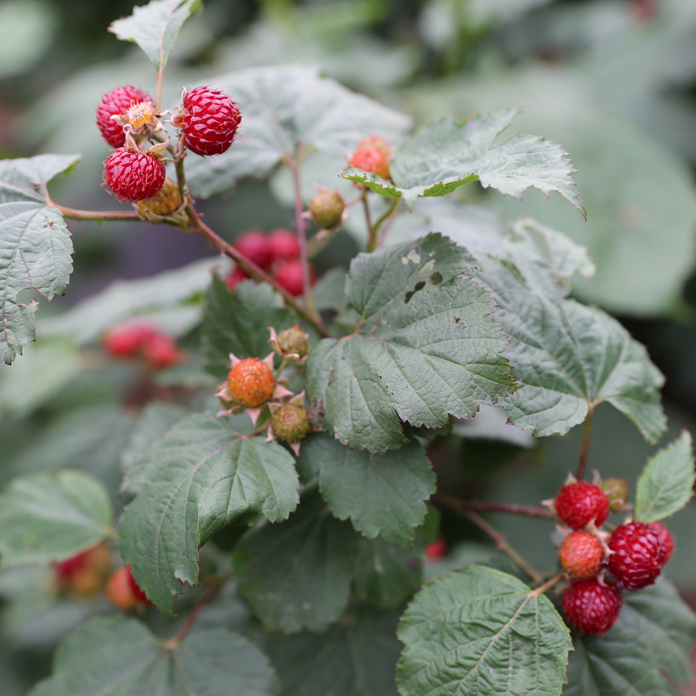 영양 가득 제철 장기 산딸기 생과 1kg 2kg