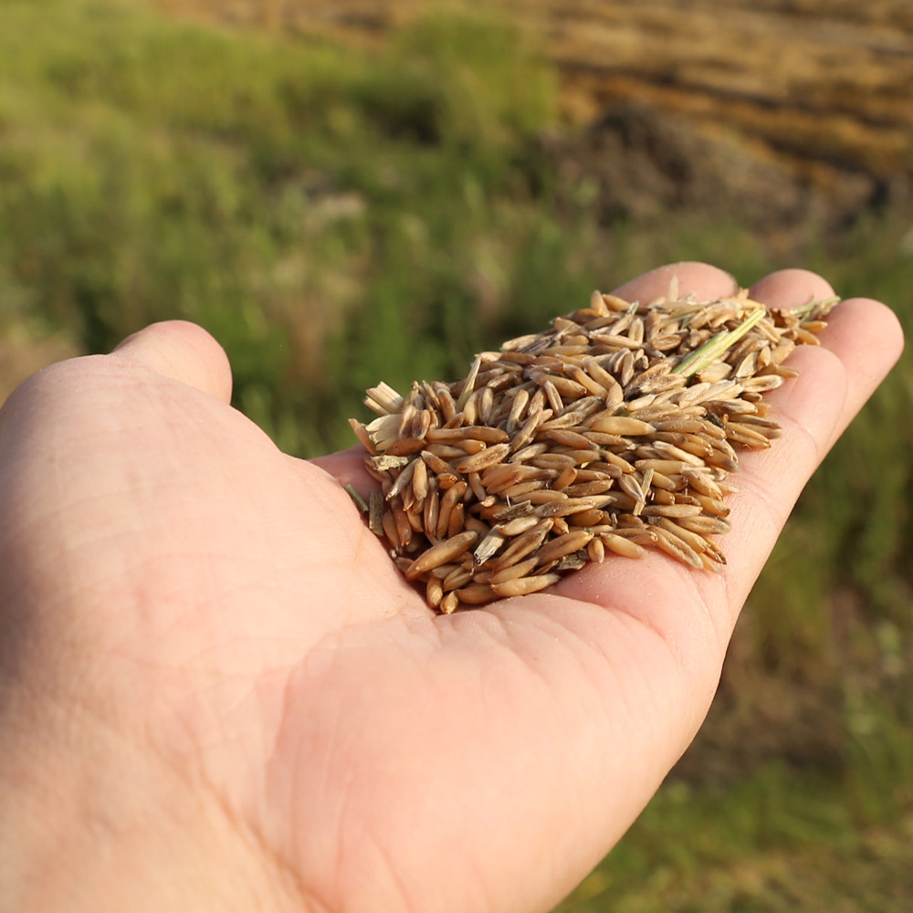 건강한 곡류 국산 품질좋은 귀리 800g