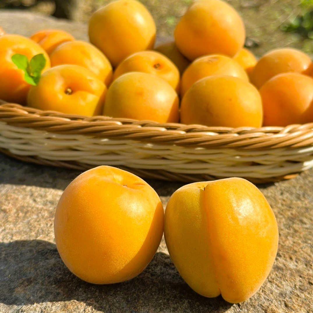 영천 살구 제철 노지 햇 살구 1kg 2kg