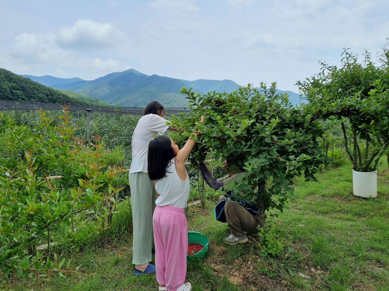포항 비학산 제철 산딸기 생과 1kg