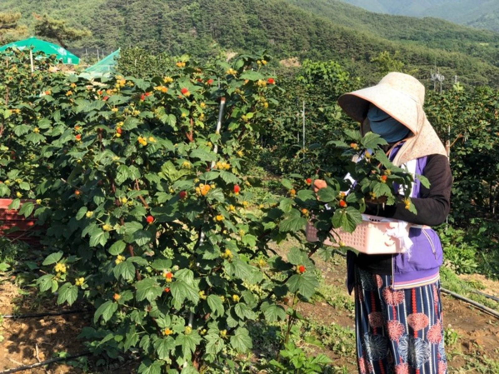포항 비학산 제철 산딸기 생과 1kg
