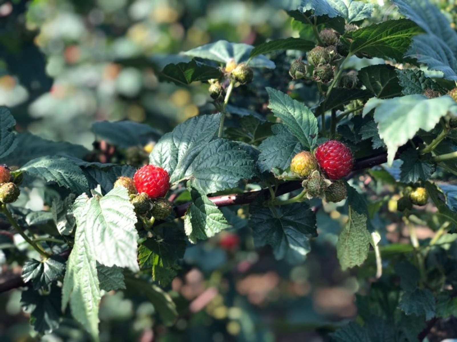 포항 비학산 제철 산딸기 생과 1kg