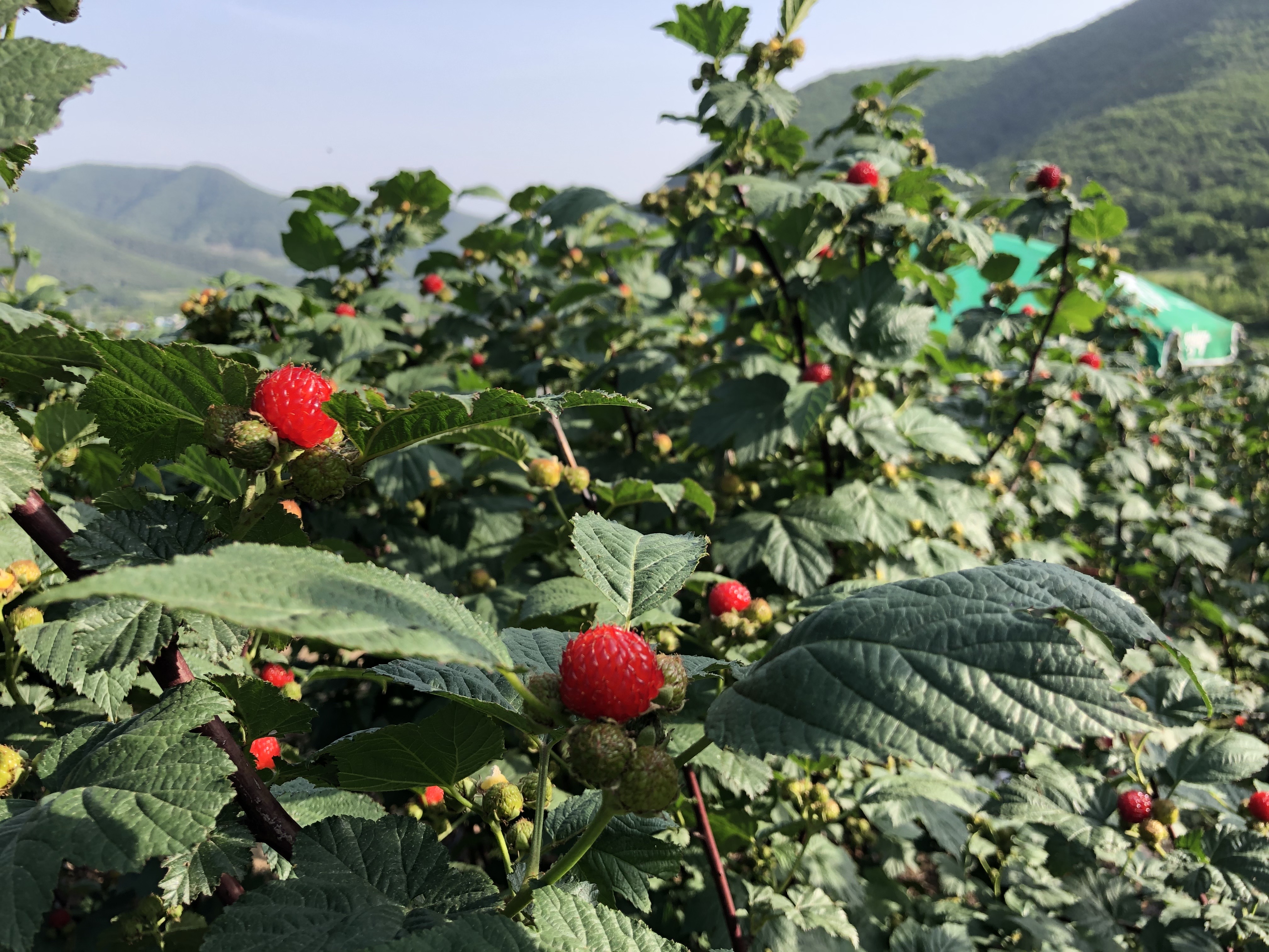 포항 비학산 제철 산딸기 생과 1kg