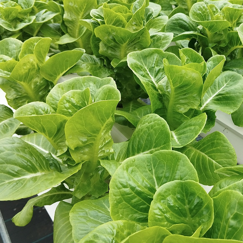 국내산 로메인 청상추 200g-1kg