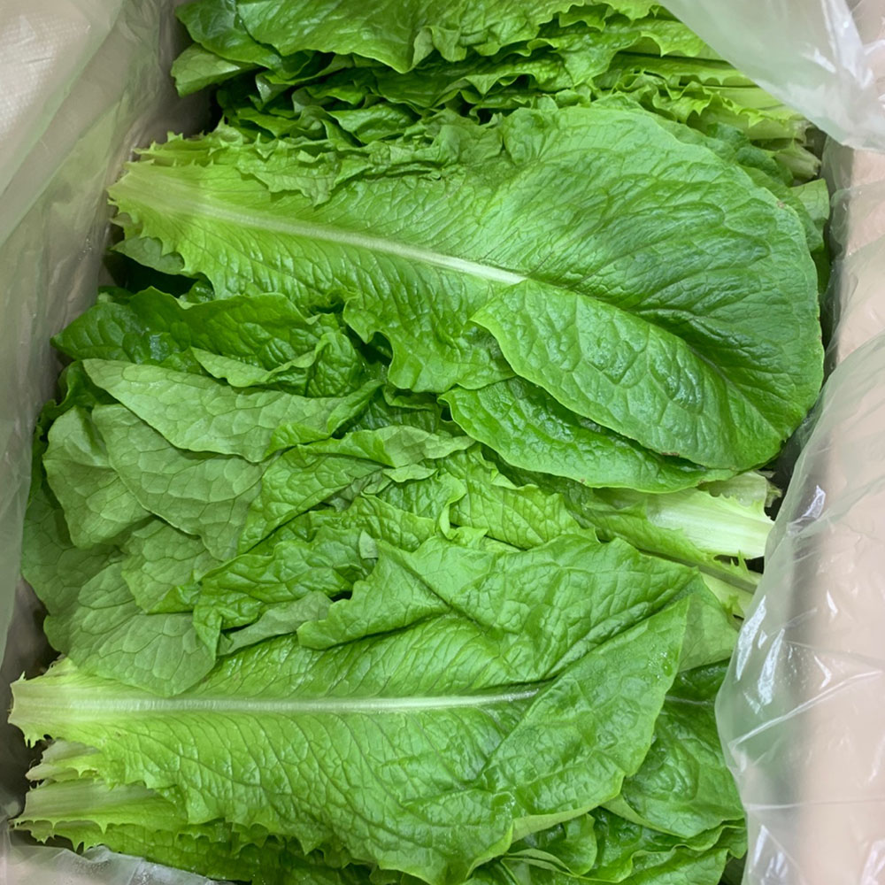 국내산 로메인 청상추 200g-1kg 대표이미지 섬네일