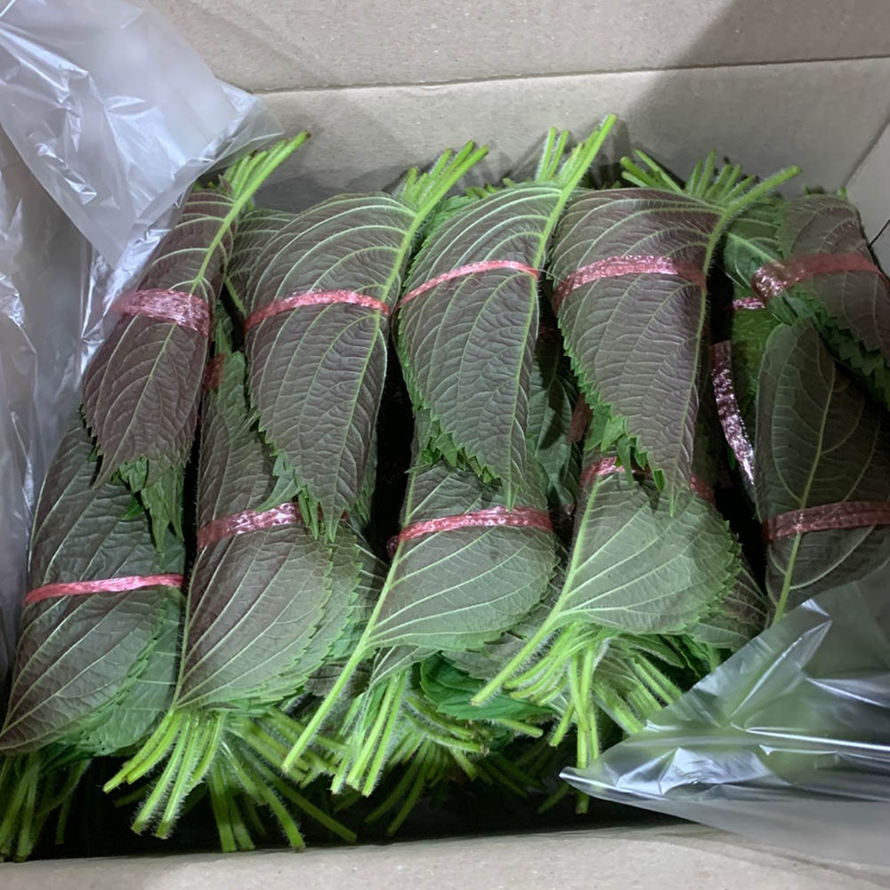 국내산 깻잎 3묶음 100g 내외 3-30묶음