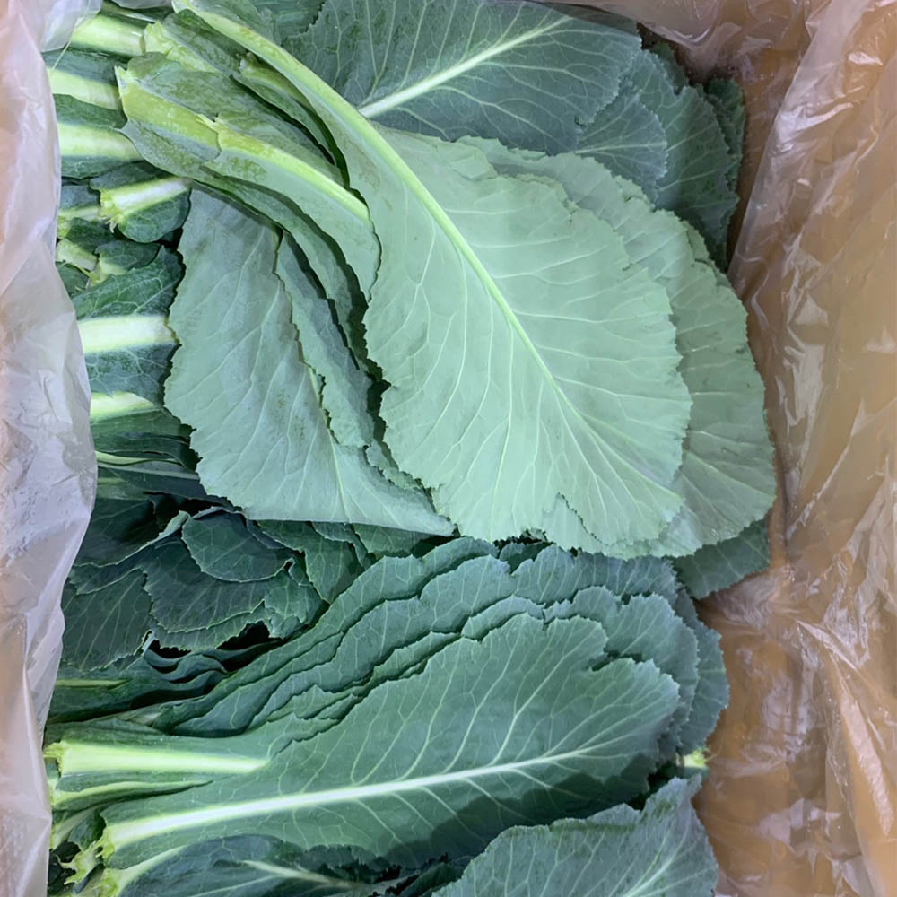 국내산 주스용 쌈채소용 케일 100g-1kg 대표이미지 섬네일