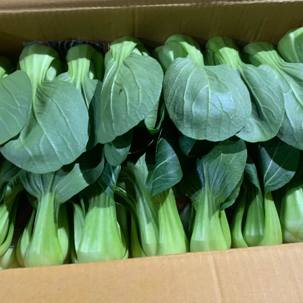 국내산 쌈채소 청경채 2-3알 300g 내외 300g-3kg