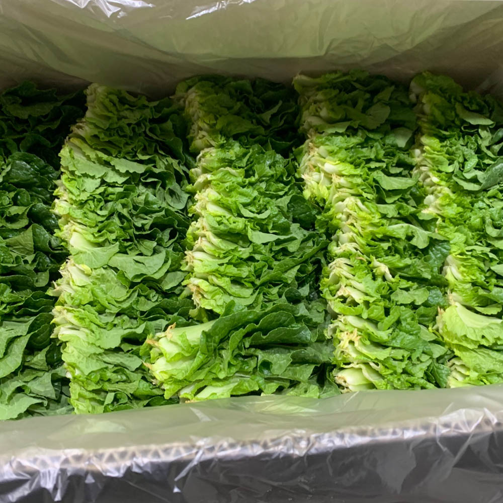 국내산 쌈채소 쌈배추 100g-1kg 내외