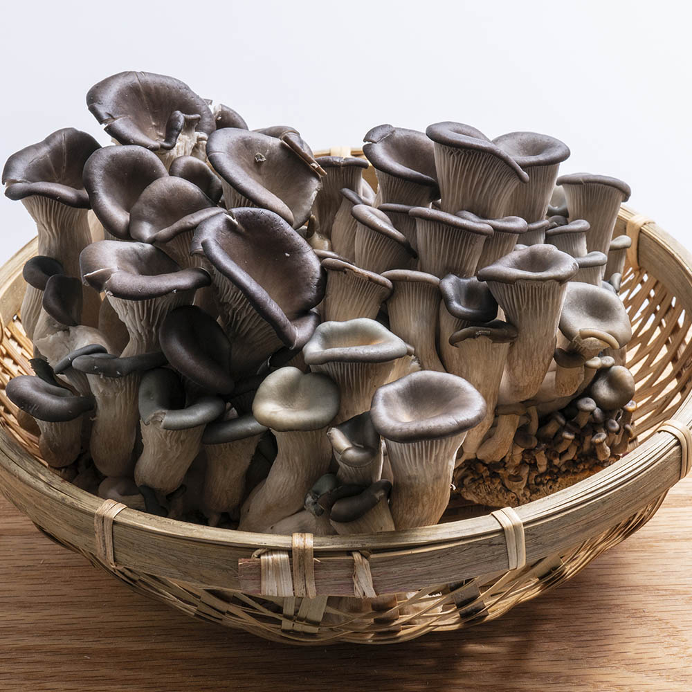 국내산 느타리버섯 1팩 200g 내외 200g-2kg
