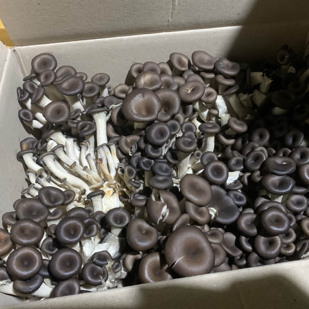 국내산 느타리버섯 1팩 200g 내외 200g-2kg