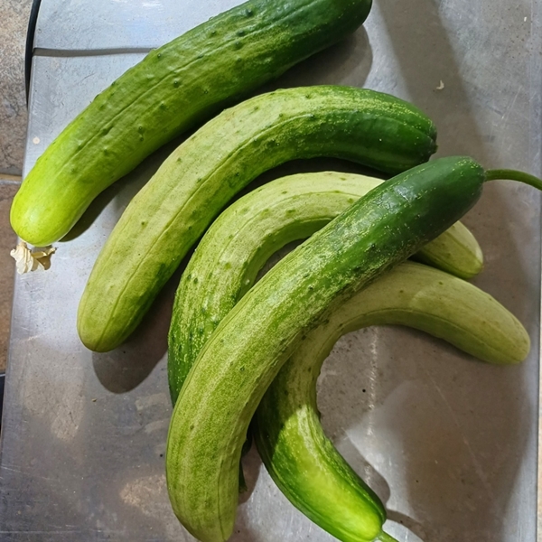 유기농 오이 1kg