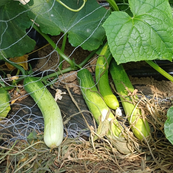 유기농 오이 1kg