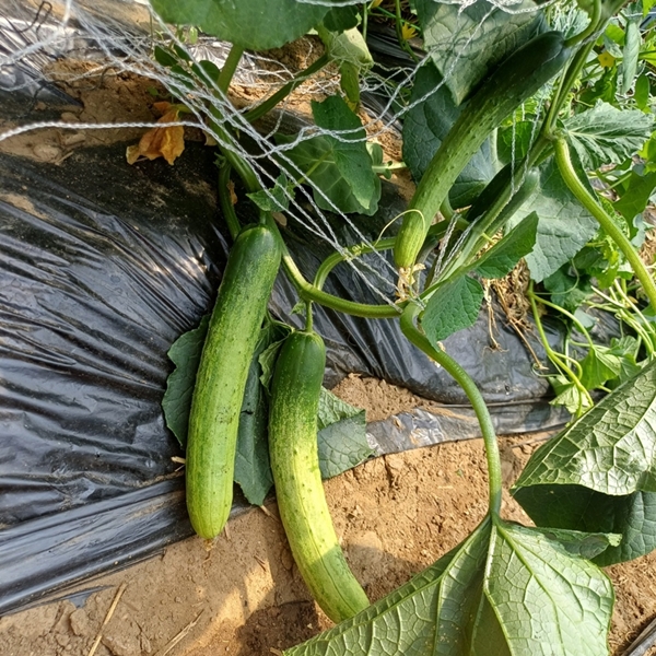 유기농 오이 1kg