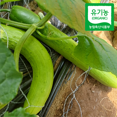 유기농 오이 1kg 대표이미지 섬네일