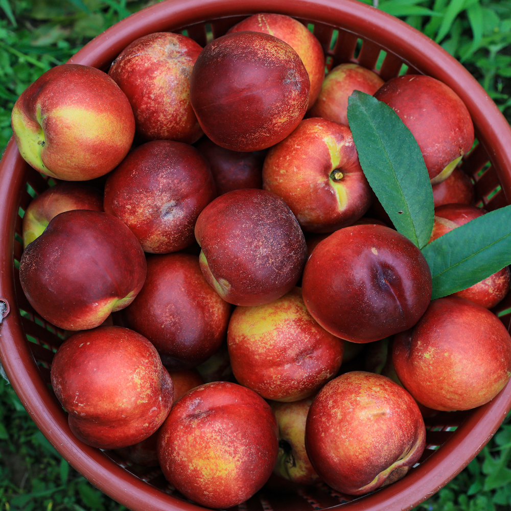 아삭한 식감과 달콤한 맛 신선복숭아 1kg 2kg 4kg