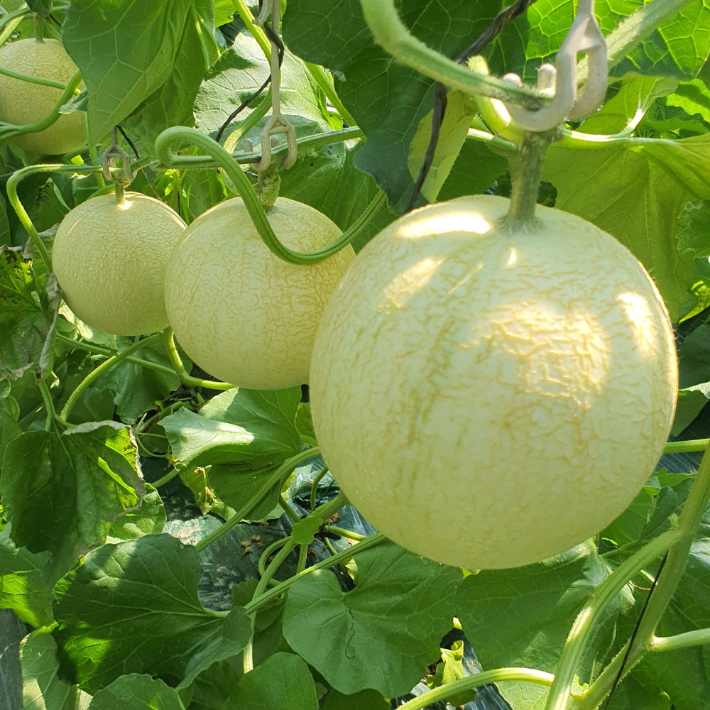 고당도 하니원 메론 로얄과 대과 프리미엄 메론 회장님 멜론