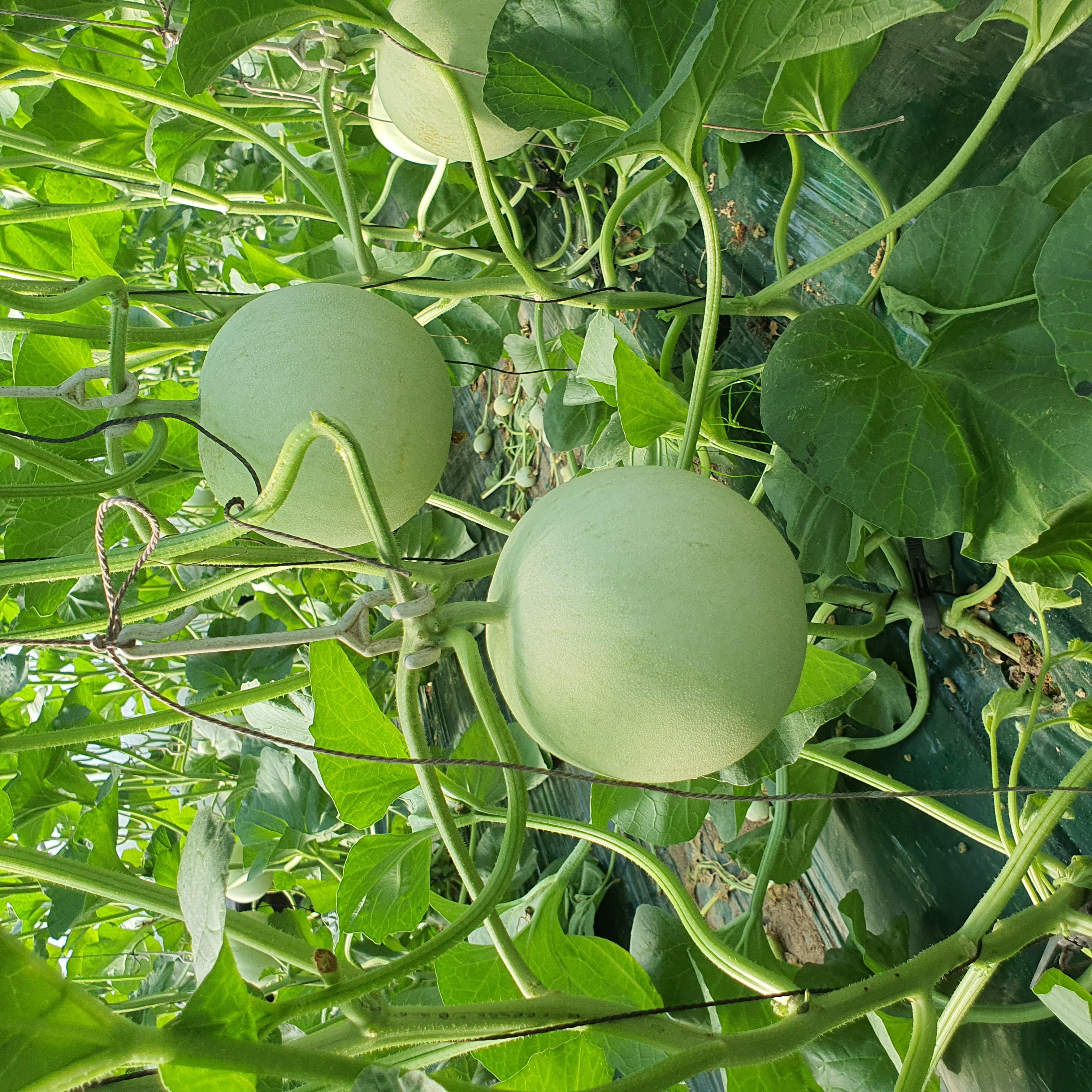 고당도 하니원 메론 로얄과 대과 프리미엄 메론 회장님 멜론