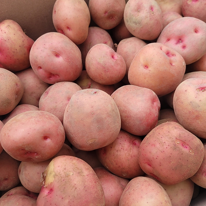 카스테라 홍감자 2kg 3kg 5kg 10kg