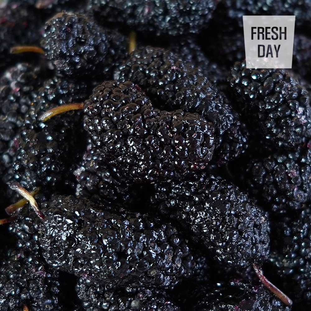 당도으뜸 고창 토종 오디 생과 상품