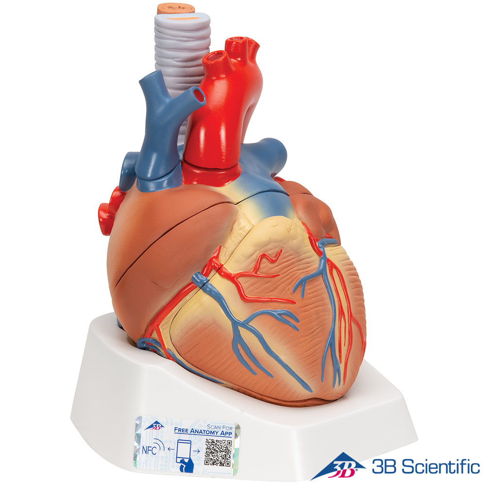 3B Scientific 7분리 심장해부모형 VD253 심장모형