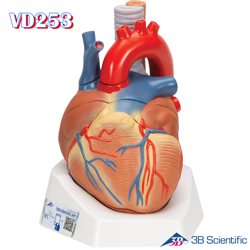 3B Scientific 7분리 심장해부모형 VD253 심장모형