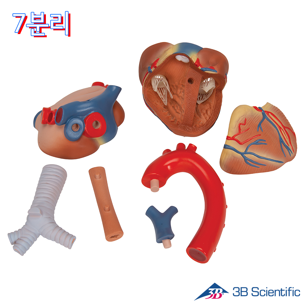 3B Scientific 7분리 심장해부모형 VD253 심장모형