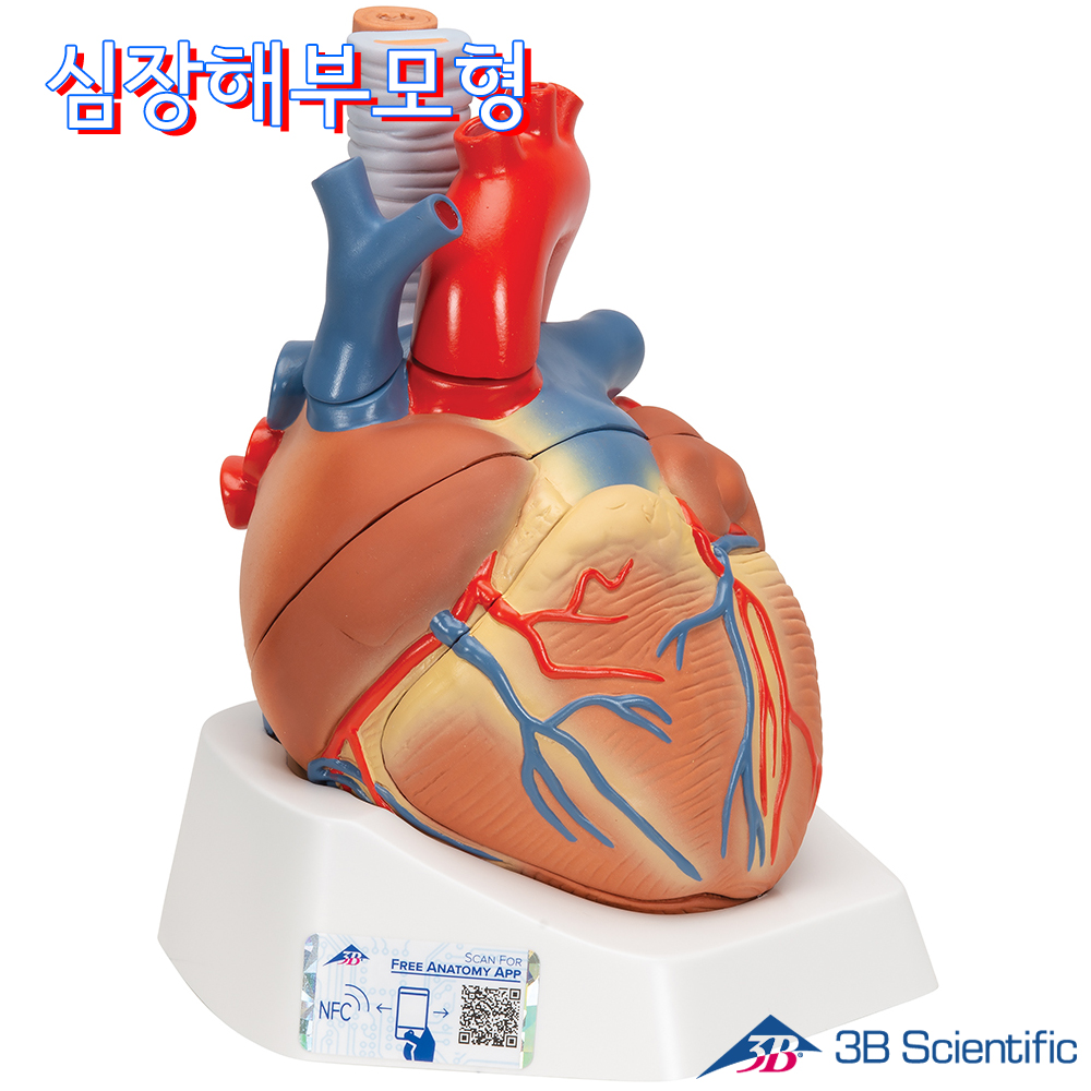 3B Scientific 7분리 심장해부모형 VD253 심장모형 대표이미지 섬네일