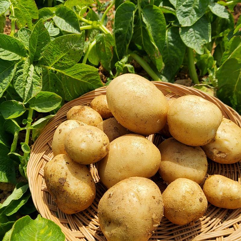 산지발송 해남 국내산 대서 감자 소~왕특 3kg~10kg