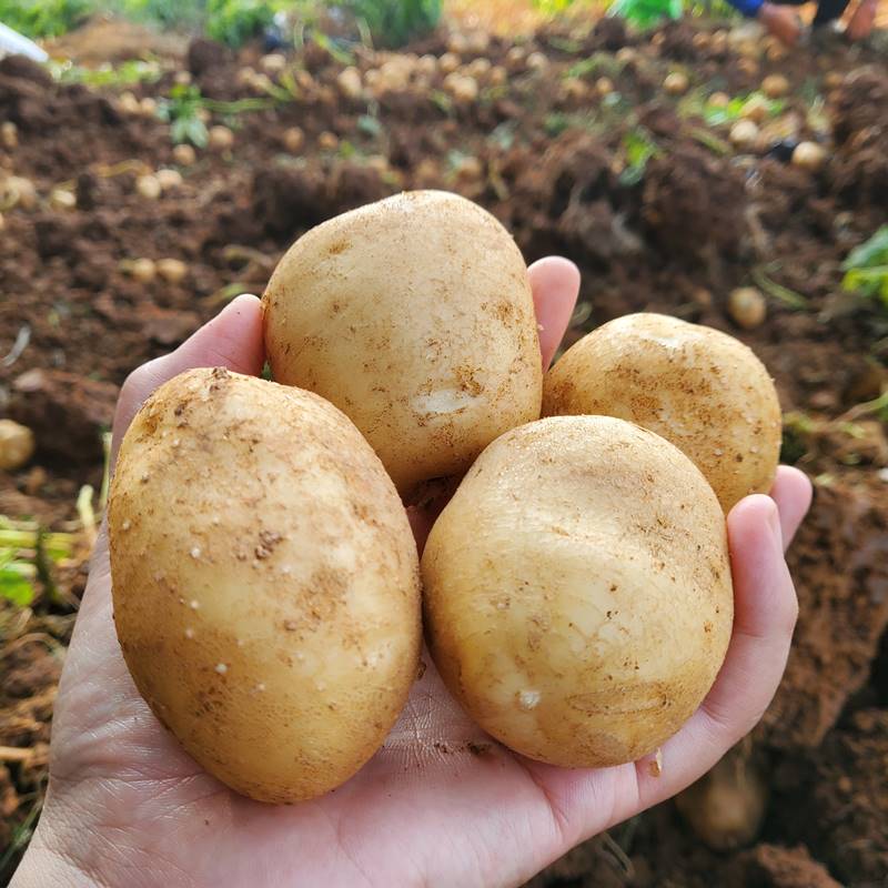 산지발송 해남 국내산 대서 감자 소~왕특 3kg~10kg