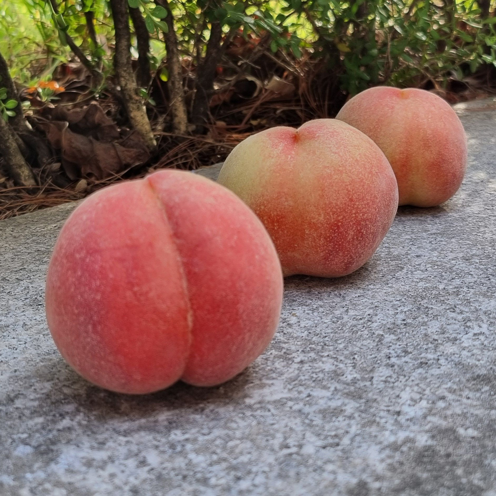 햇 수확 반납작이 대극천 복숭아 1kg 2kg 4kg