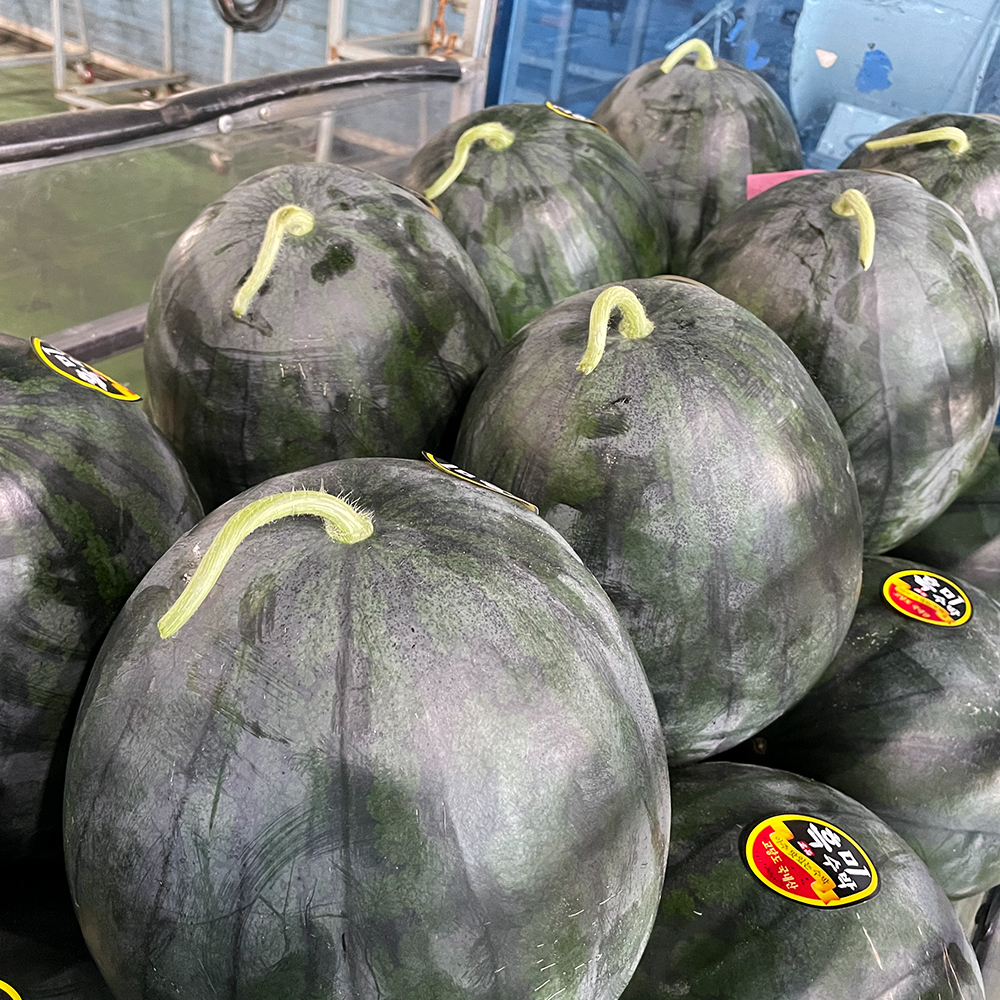 [고창수박] 왕큰 흑수박 8~9kg 1통고당도 수분 아삭 비파괴 선별