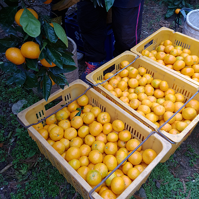 제주도 귤 하우스 감귤 서귀포 조생귤 소과 로얄과 선물용 가정용 2kg 3kg 5kg