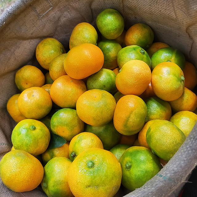 제주도 귤 하우스 감귤 서귀포 조생귤 소과 로얄과 선물용 가정용 2kg 3kg 5kg