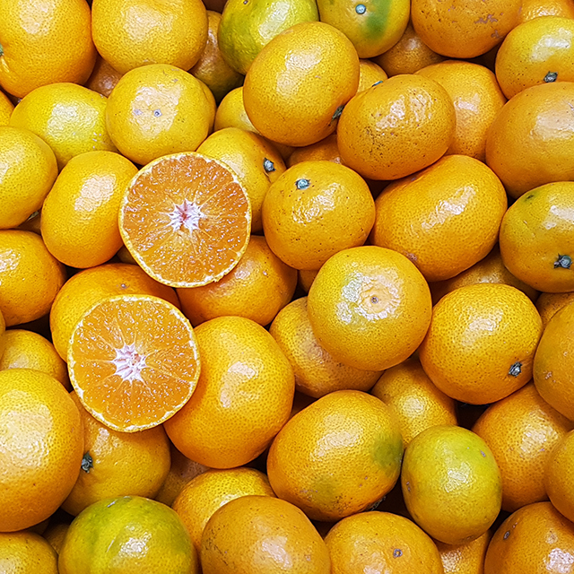 제주도 귤 하우스 감귤 서귀포 조생귤 소과 로얄과 선물용 가정용 2kg 3kg 5kg