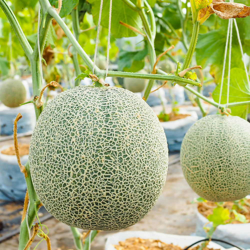 [농협공판장] 새벽경매 머스크 메론(특품) 4kg, 8kg 고당고 농산물 도매시장