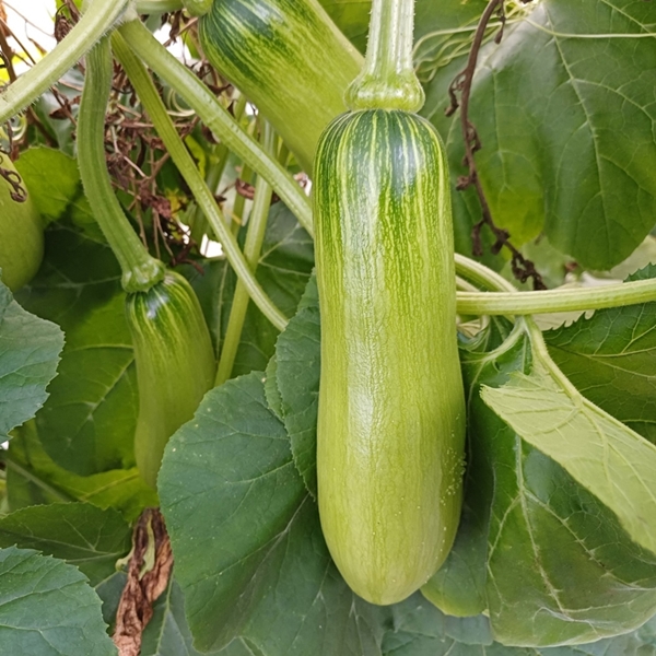 유기농 애호박 못난이 호박