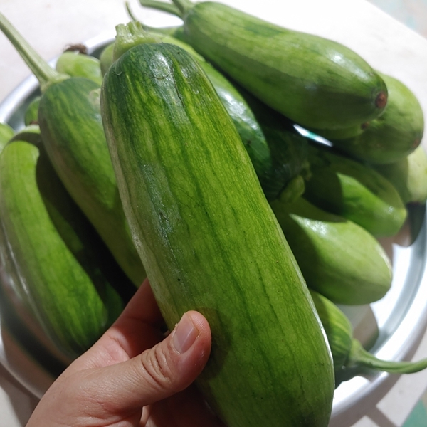 유기농 애호박 못난이 호박