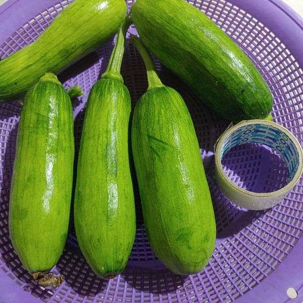 유기농 애호박 못난이 호박