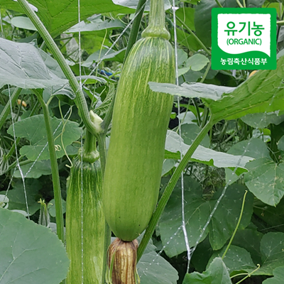 유기농 애호박 못난이 호박 대표이미지 섬네일