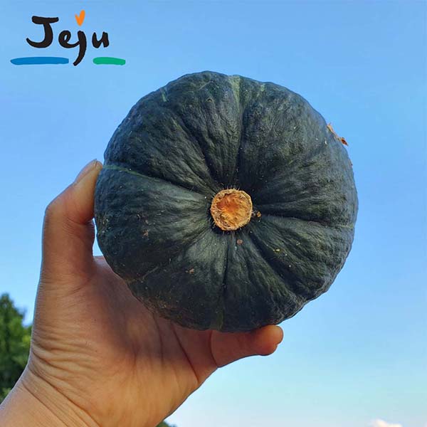 [무료배송] 2025년 수확 제주 산지직송 미니밤호박 1kg~5kg