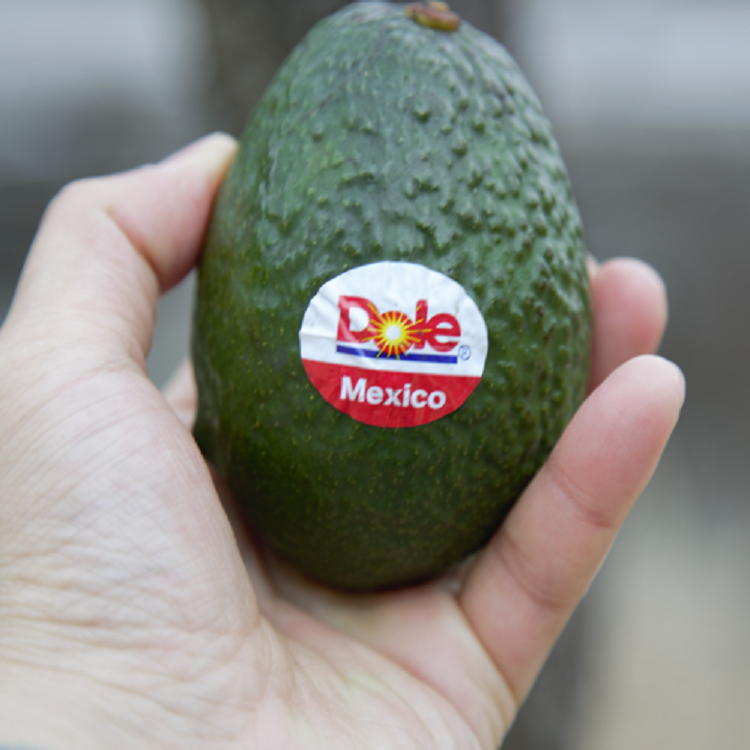 신선 직수입 생아보카도 중대과 아보카도 생과