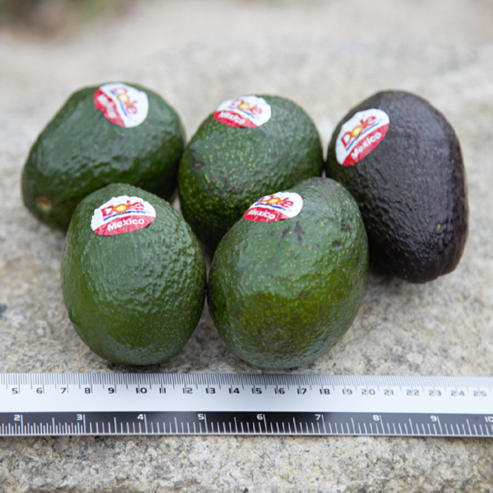 신선 직수입 생아보카도 중대과 아보카도 생과