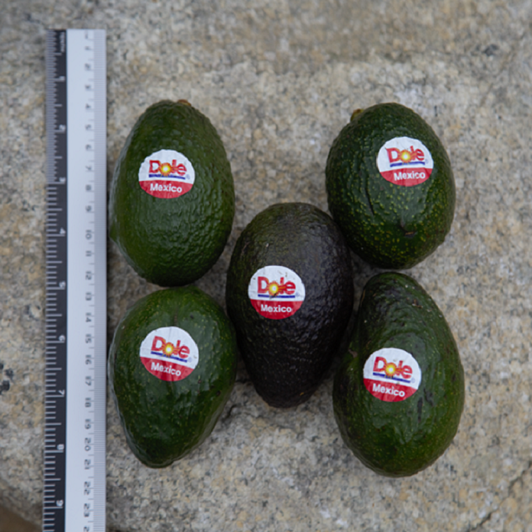 신선 직수입 생아보카도 중대과 아보카도 생과