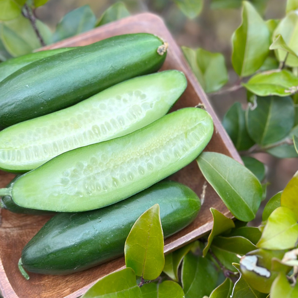 [한입오이] 대세 미니 오이 500g 1kg 2kg 아삭한 오이